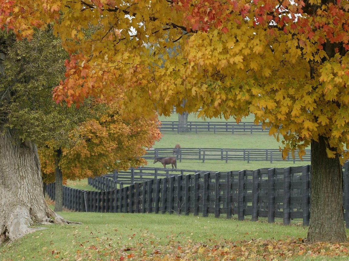Обои трава, деревья, листья, забор, лошади, grass, trees, leaves, the fence, horse разрешение 2560x1600 Загрузить