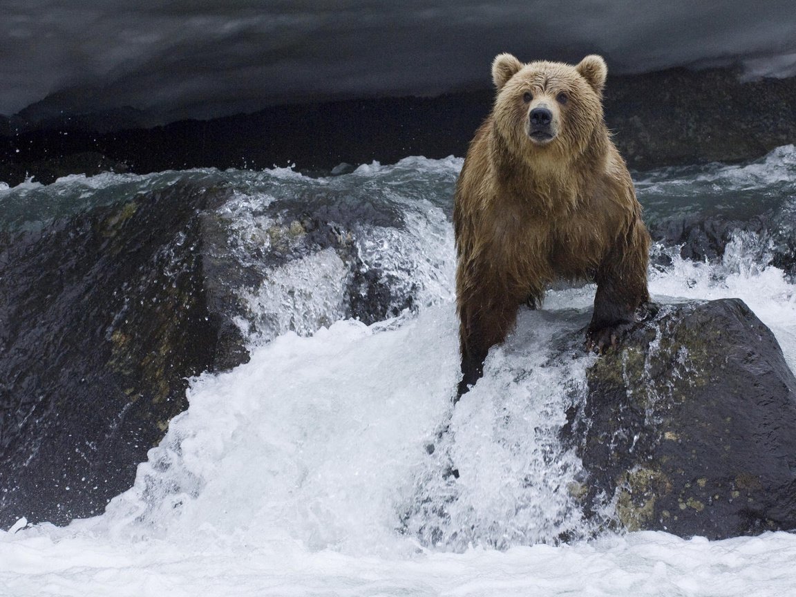 Обои вода, река, камни, медведь, мишка, камчатка, течение, water, river, stones, bear, kamchatka, for разрешение 1920x1080 Загрузить