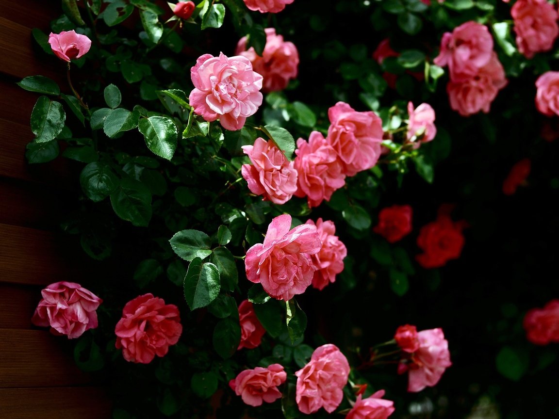 Обои цветы, бутоны, листья, розы, лепестки, стена, розовые, куст, flowers, buds, leaves, roses, petals, wall, pink, bush разрешение 2560x1600 Загрузить