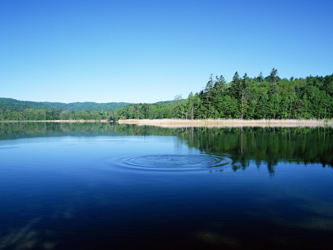 Обои озеро, лес, круги, бульк, lake, forest, circles, plop разрешение 1920x1200 Загрузить