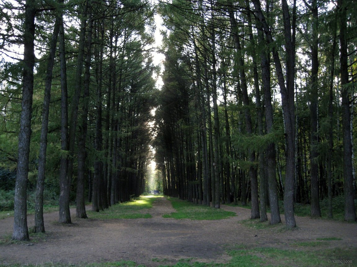 Обои свет, трава, деревья, лес, сосны, проблески, light, grass, trees, forest, pine, glimpses разрешение 3264x2448 Загрузить