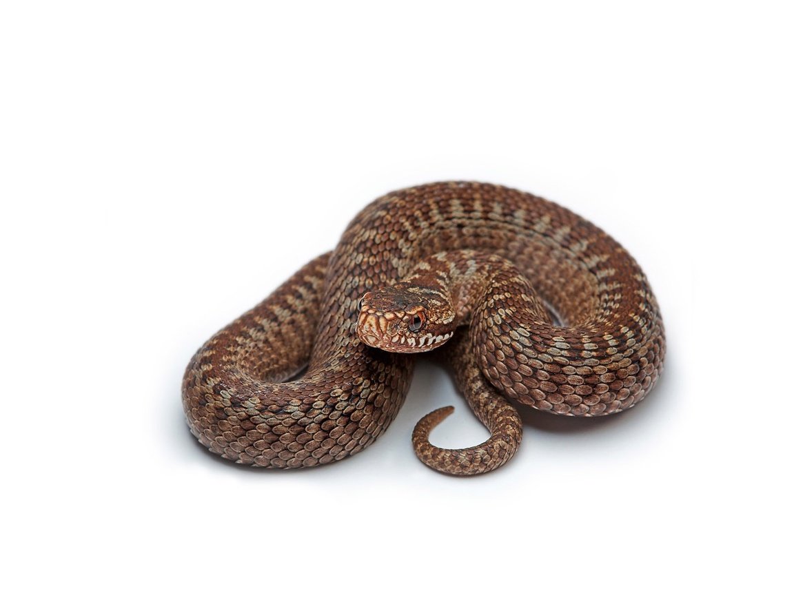 Обои змея, белый фон, коричневая, snake, white background, brown разрешение 1920x1200 Загрузить