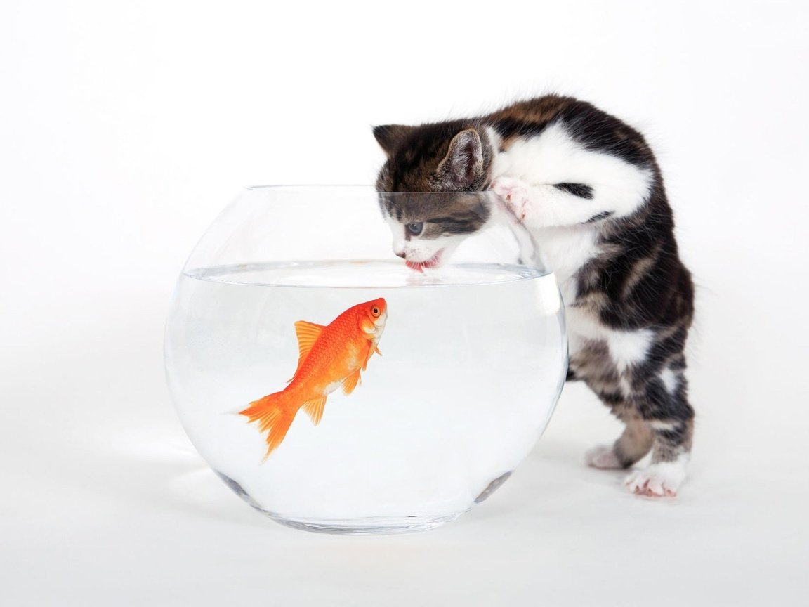 Обои котенок, белый, аквариум, рыбка, kitty, white, aquarium, fish разрешение 1920x1200 Загрузить