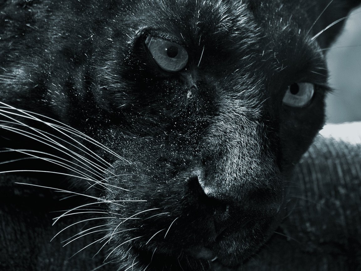 Обои морда, смотрит, пантера, черная, face, looks, panther, black разрешение 1920x1200 Загрузить