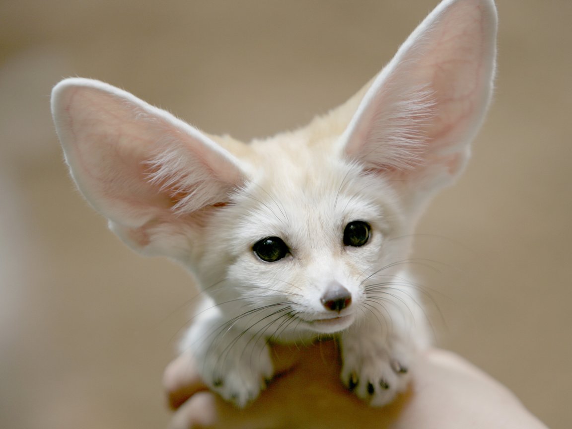 Обои морда, взгляд, лиса, фенек, уши, ушан, лисичка, face, look, fox, fenech, ears, brown long-eared bat разрешение 4314x3000 Загрузить