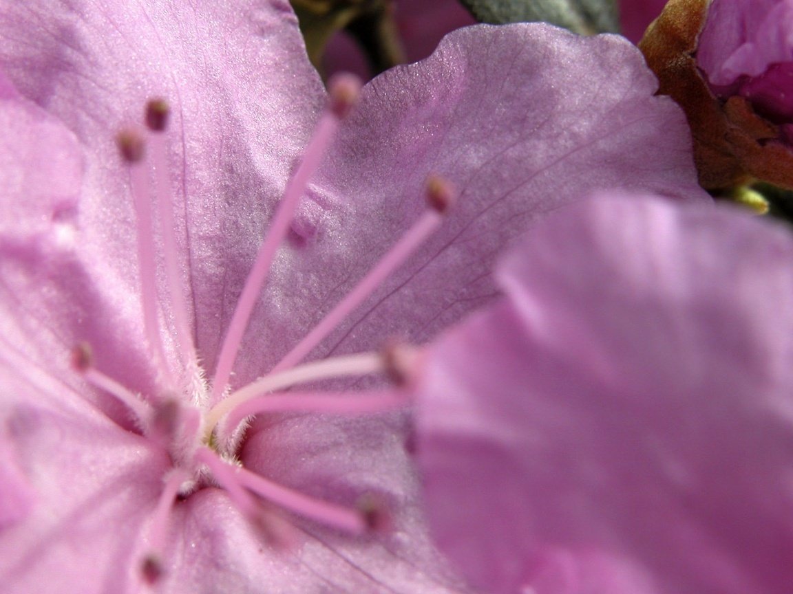 Обои макро, цветок, лепестки, тычинки, розовый, нежный, macro, flower, petals, stamens, pink, gentle разрешение 1920x1200 Загрузить