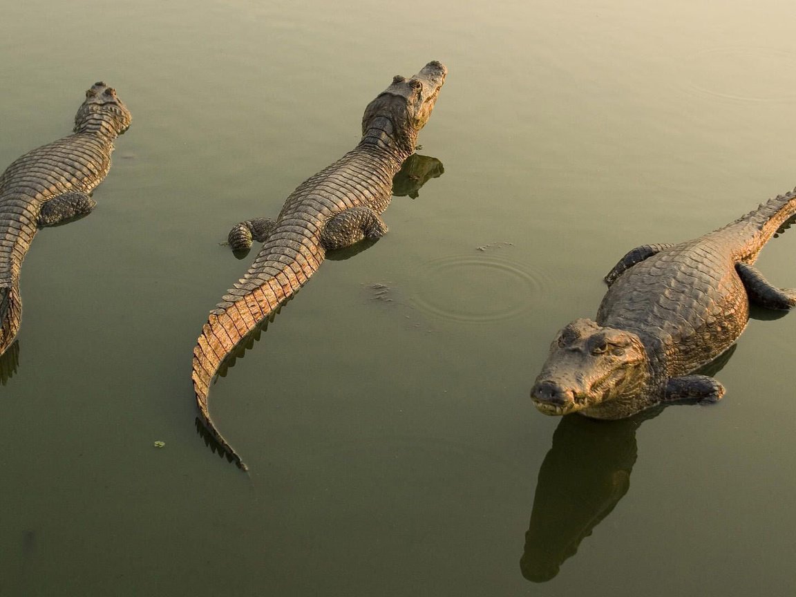 Обои вода, отражение, крокодилы, кайманы, water, reflection, crocodiles, cayman разрешение 1920x1080 Загрузить