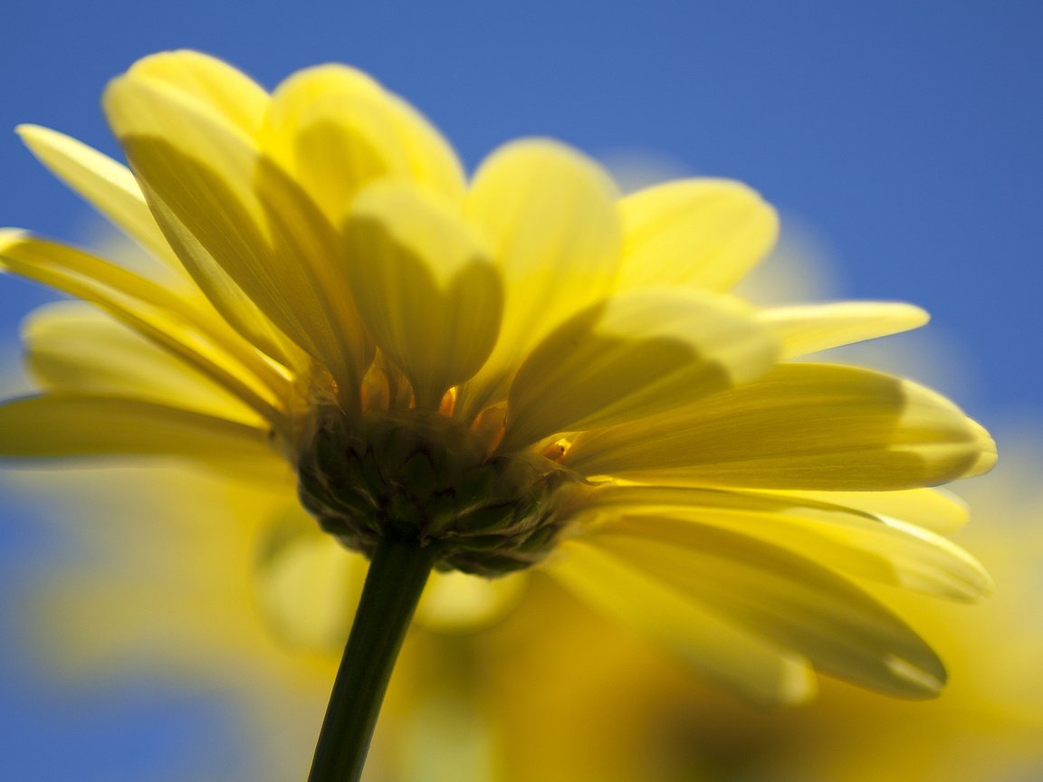 Обои природа, желтый, цветок, маргаритка, nature, yellow, flower, daisy разрешение 2560x1600 Загрузить