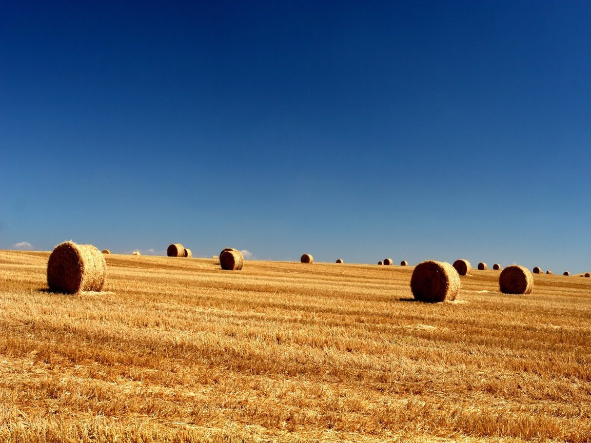 Обои небо, поле, тюки, longhorn, the sky, field, bales разрешение 1920x1440 Загрузить