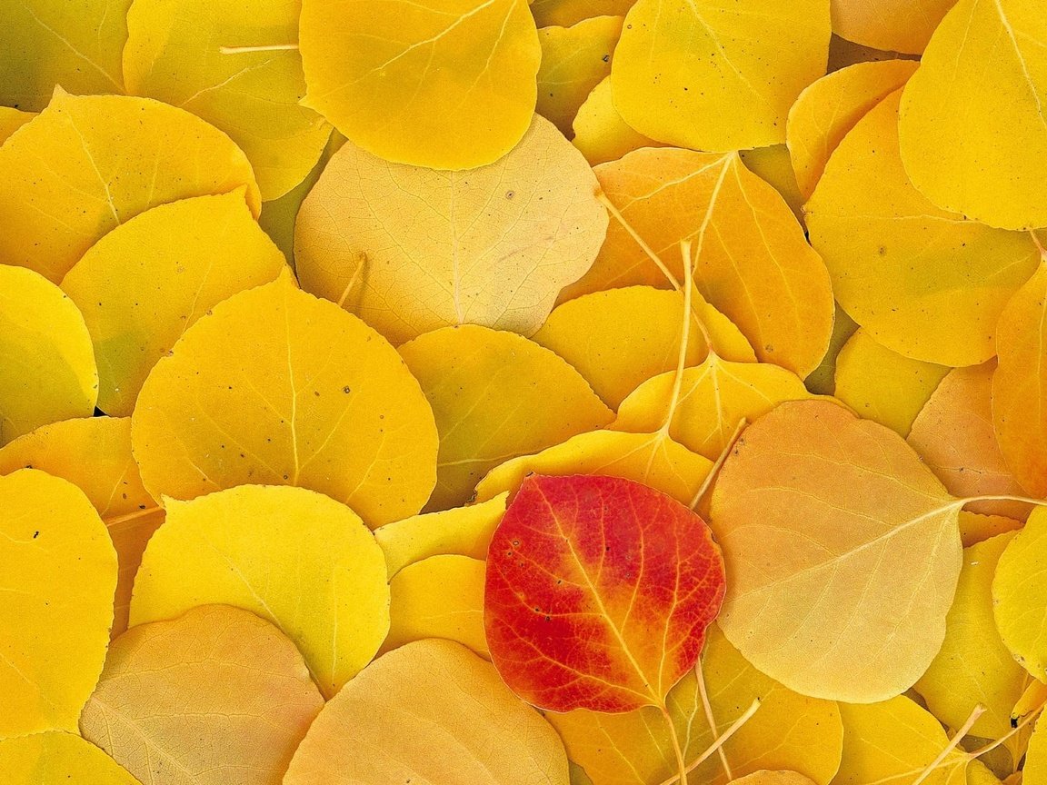 Обои листья, осень, желтые, leaves, autumn, yellow разрешение 1999x1333 Загрузить