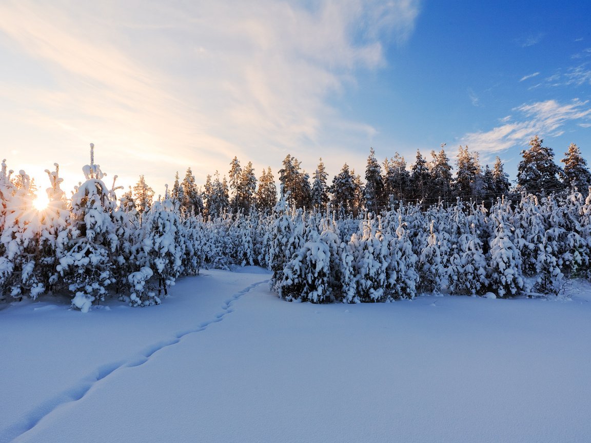 Обои снег, зима, елки, snow, winter, tree разрешение 1920x1200 Загрузить