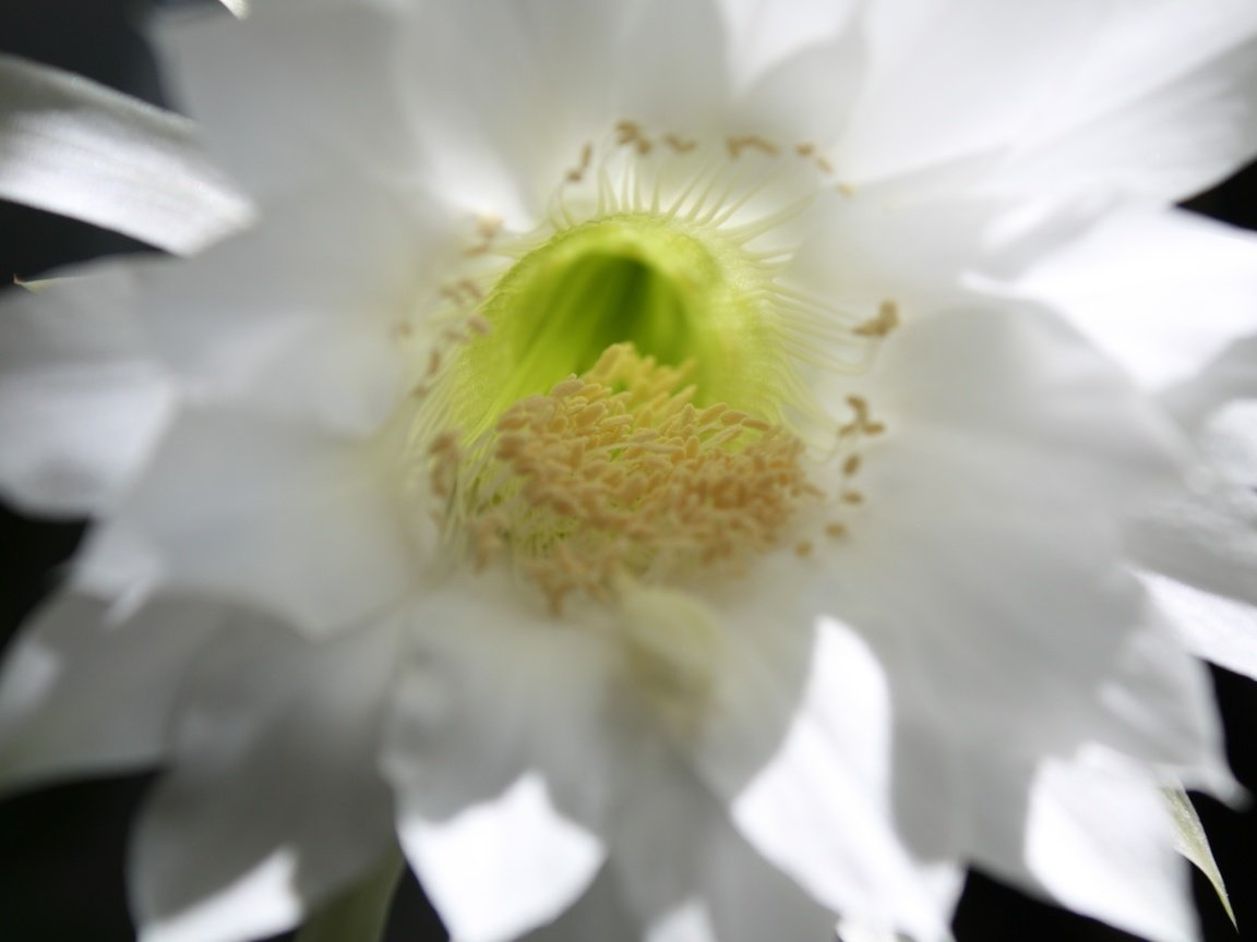 Обои макро, тычинки, кактус, macro, stamens, cactus разрешение 4272x2848 Загрузить