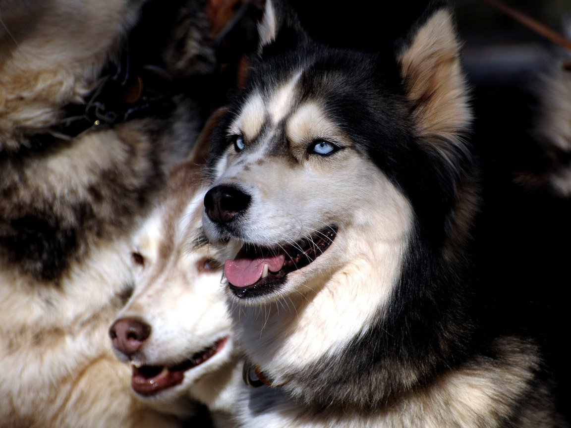 Обои глаза, хаски, друг, стая, собаки, сибирская хаски, eyes, husky, each, pack, dogs, siberian husky разрешение 2560x1600 Загрузить