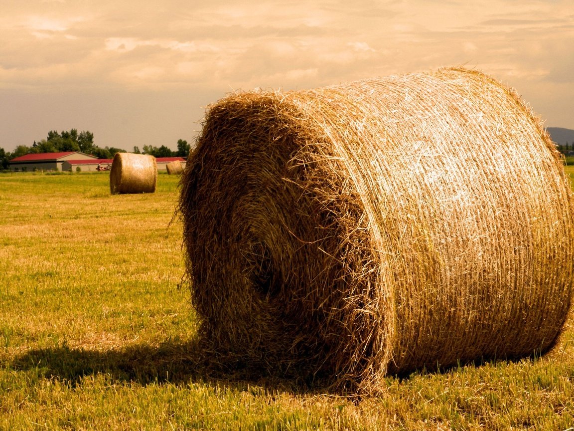 Обои поле, сено, солома, тюк, тюки, рулоны, field, hay, straw, bale, bales, rolls разрешение 1920x1440 Загрузить