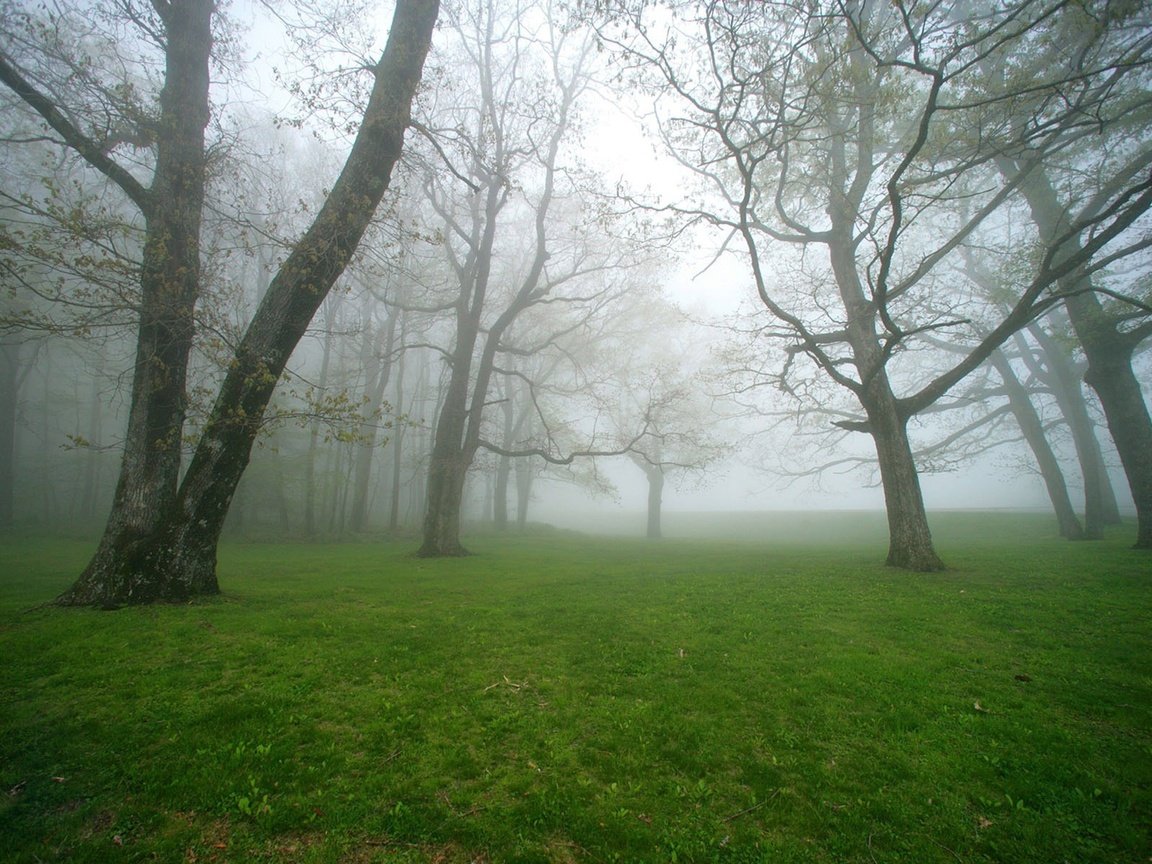 Обои трава, деревья, природа, лес, пейзаж, утро, туман, grass, trees, nature, forest, landscape, morning, fog разрешение 1920x1200 Загрузить