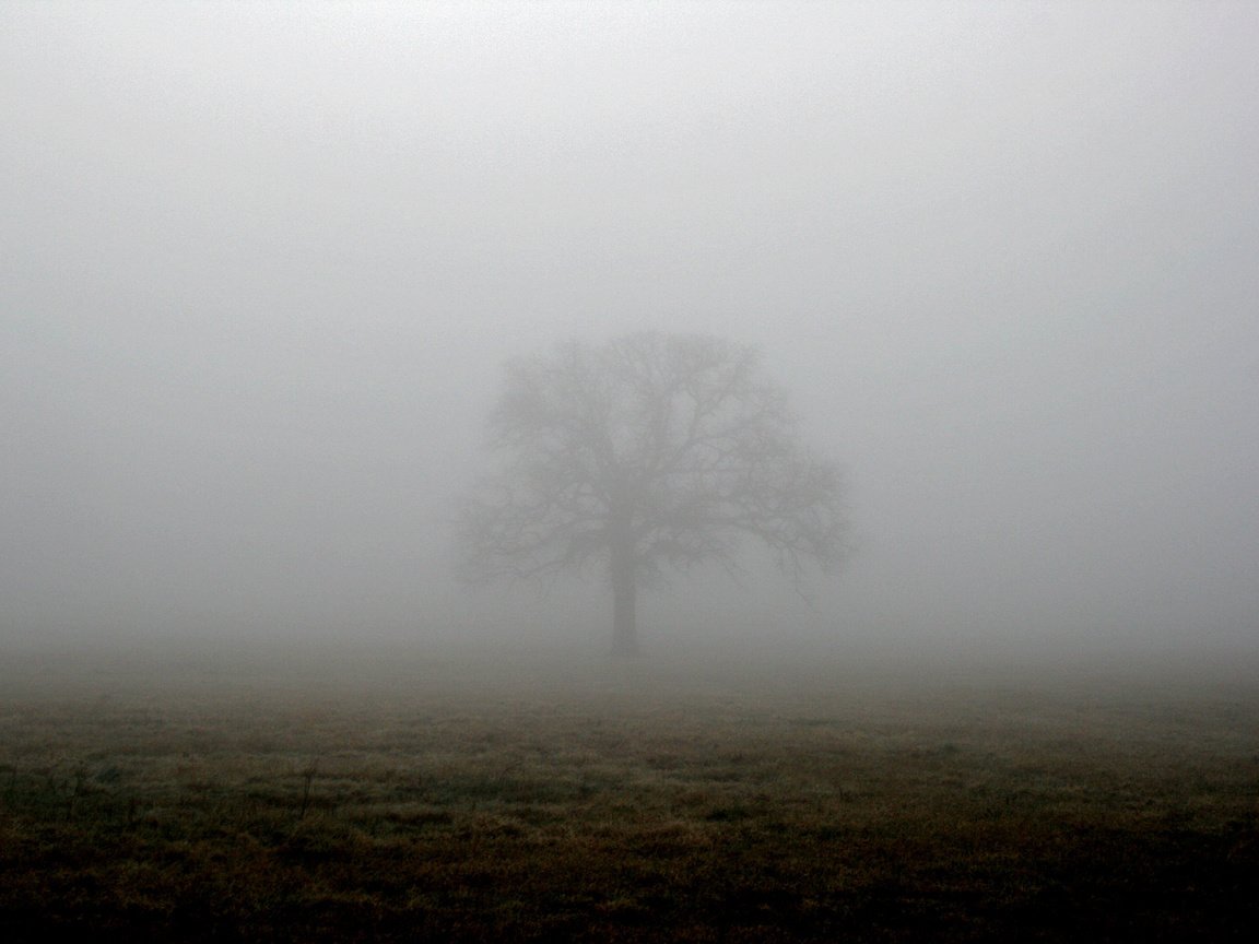 Обои дерево, туман, поле, tree, fog, field разрешение 1944x1296 Загрузить