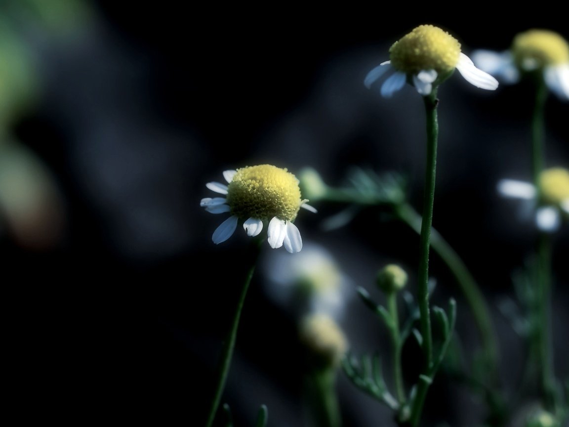 Обои цветы, фокус камеры, макро, ромашки, flowers, the focus of the camera, macro, chamomile разрешение 2560x1600 Загрузить