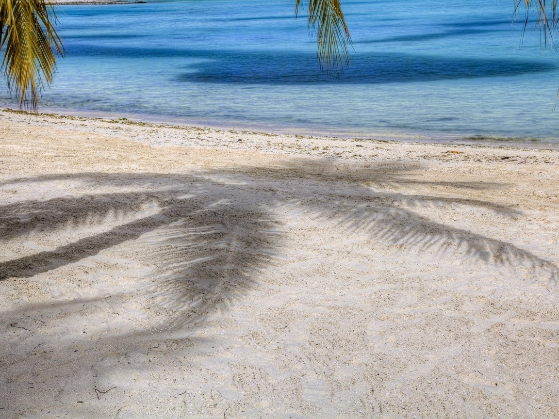 Обои песок, тень, пальма, sand, shadow, palma разрешение 2048x1536 Загрузить