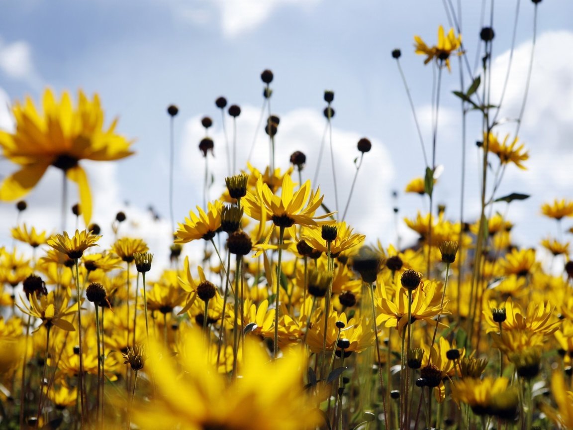 Обои поле, лето, ромашки, field, summer, chamomile разрешение 1920x1280 Загрузить