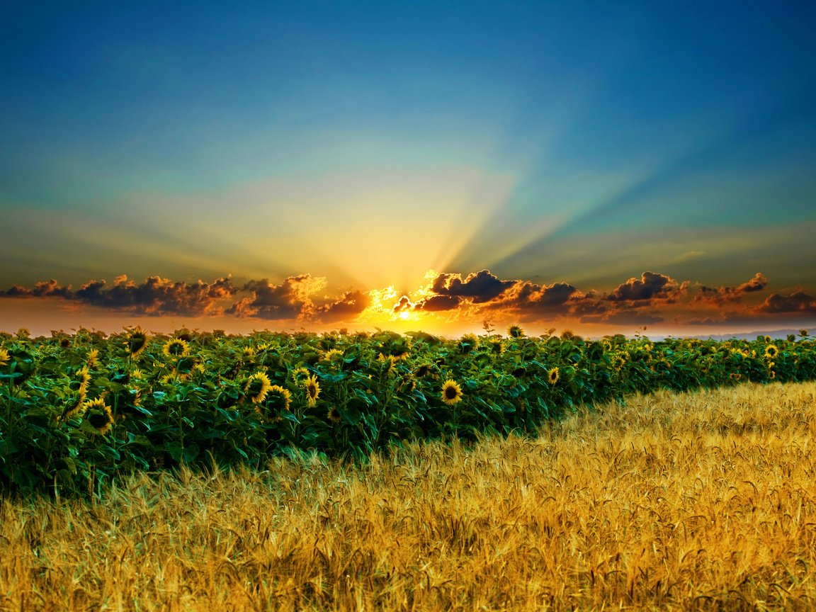 Обои небо, облака, солнце, поле, колосья, подсолнухи, the sky, clouds, the sun, field, ears, sunflowers разрешение 2560x1600 Загрузить