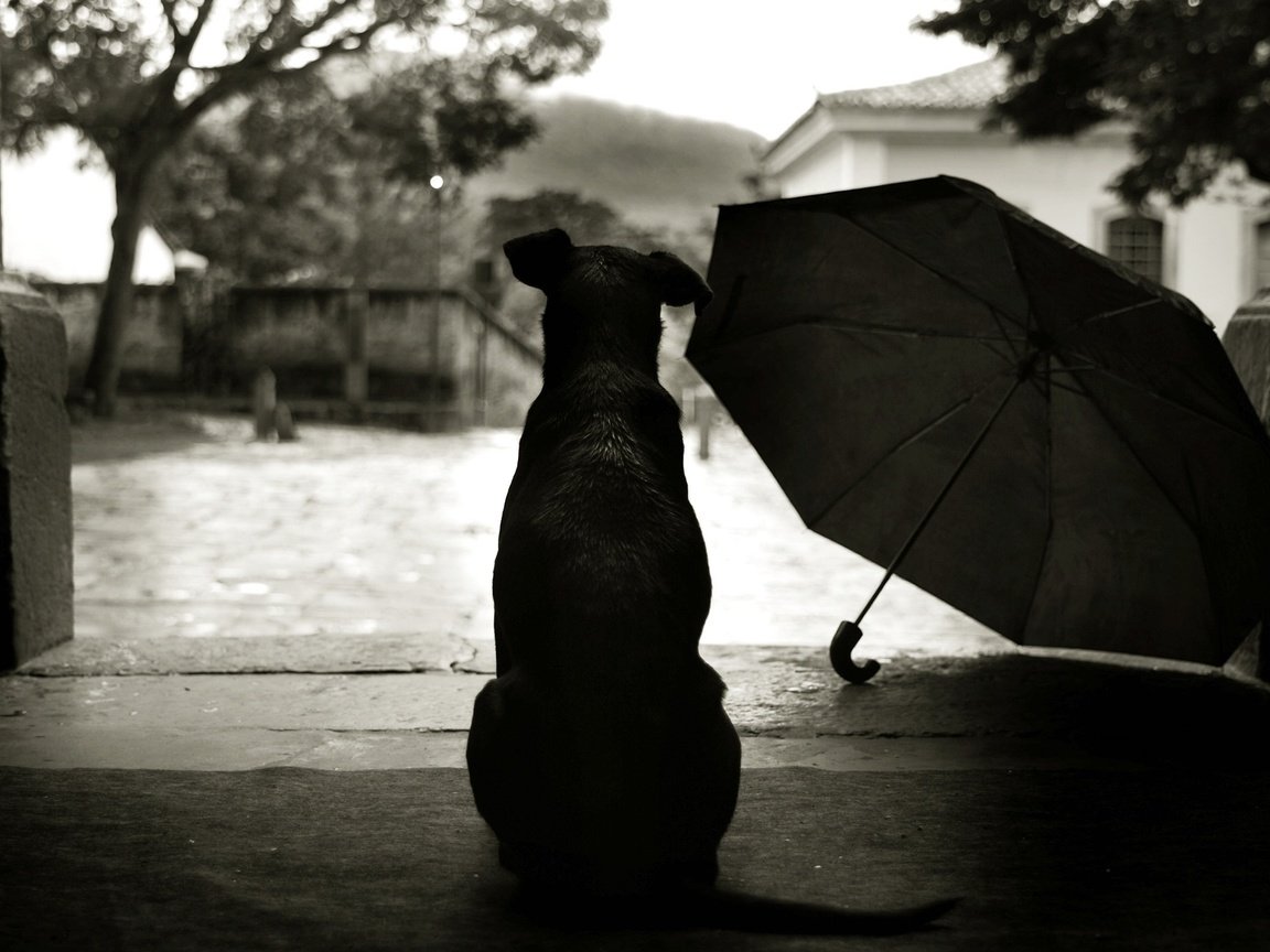 Обои стиль, зонтик, пес, двор, style, umbrella, dog, yard разрешение 2560x1600 Загрузить