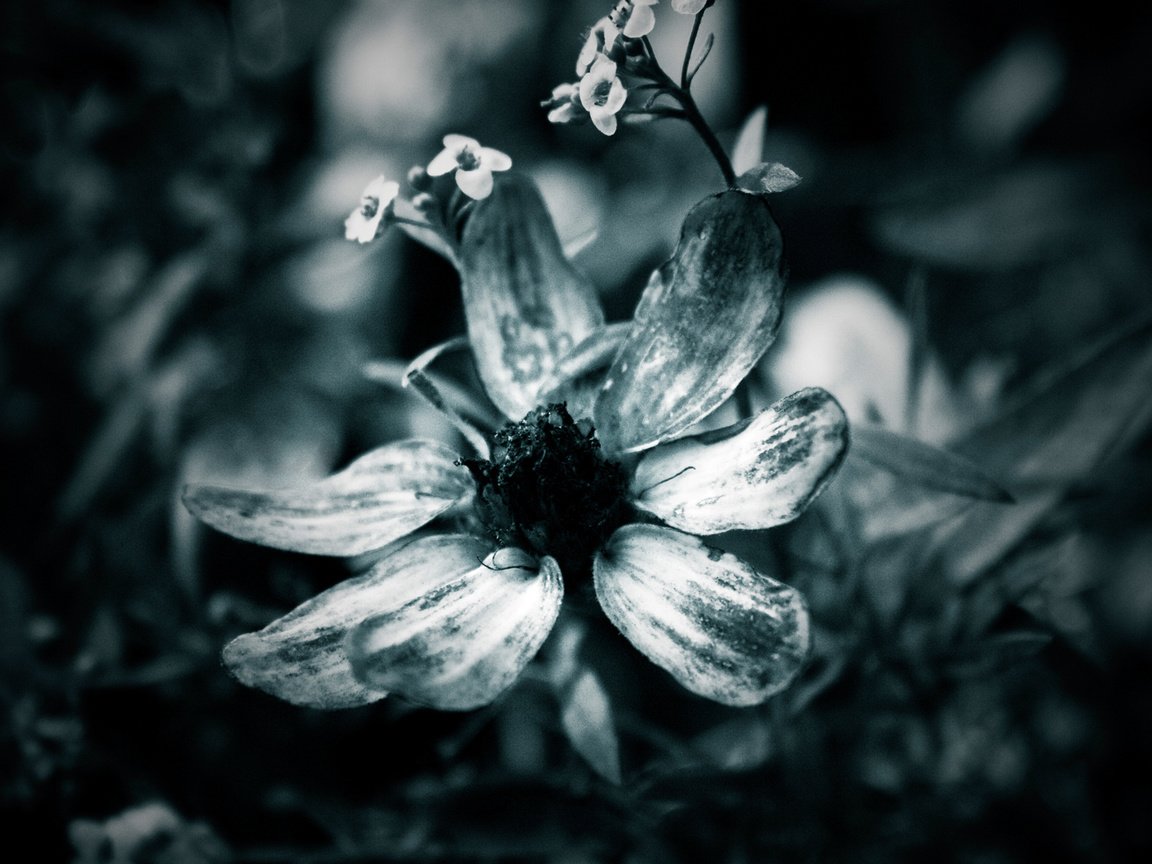 Обои макро, цветок, лепестки, чёрно-белое, macro, flower, petals, black and white разрешение 1920x1200 Загрузить