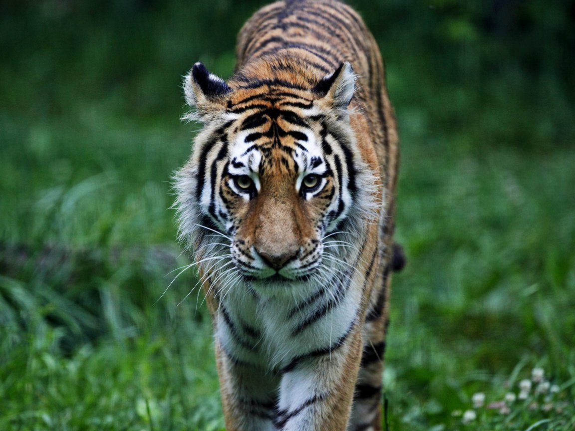 Обои тигр, трава, лес, хищник, животное, кошки, киска, животно е, tiger, grass, forest, predator, animal, cats, pussy, animals разрешение 2560x1600 Загрузить