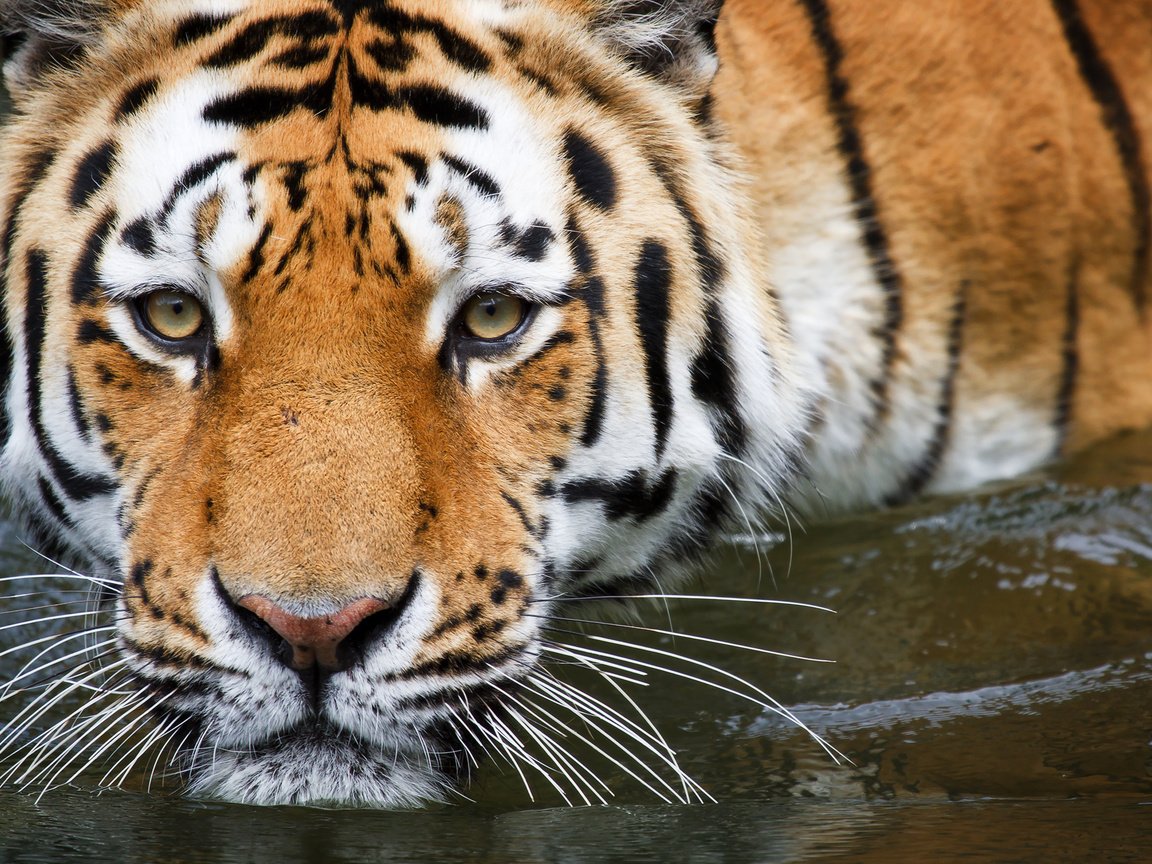 Обои тигр, вода, купание, tiger, water, bathing разрешение 2560x1600 Загрузить