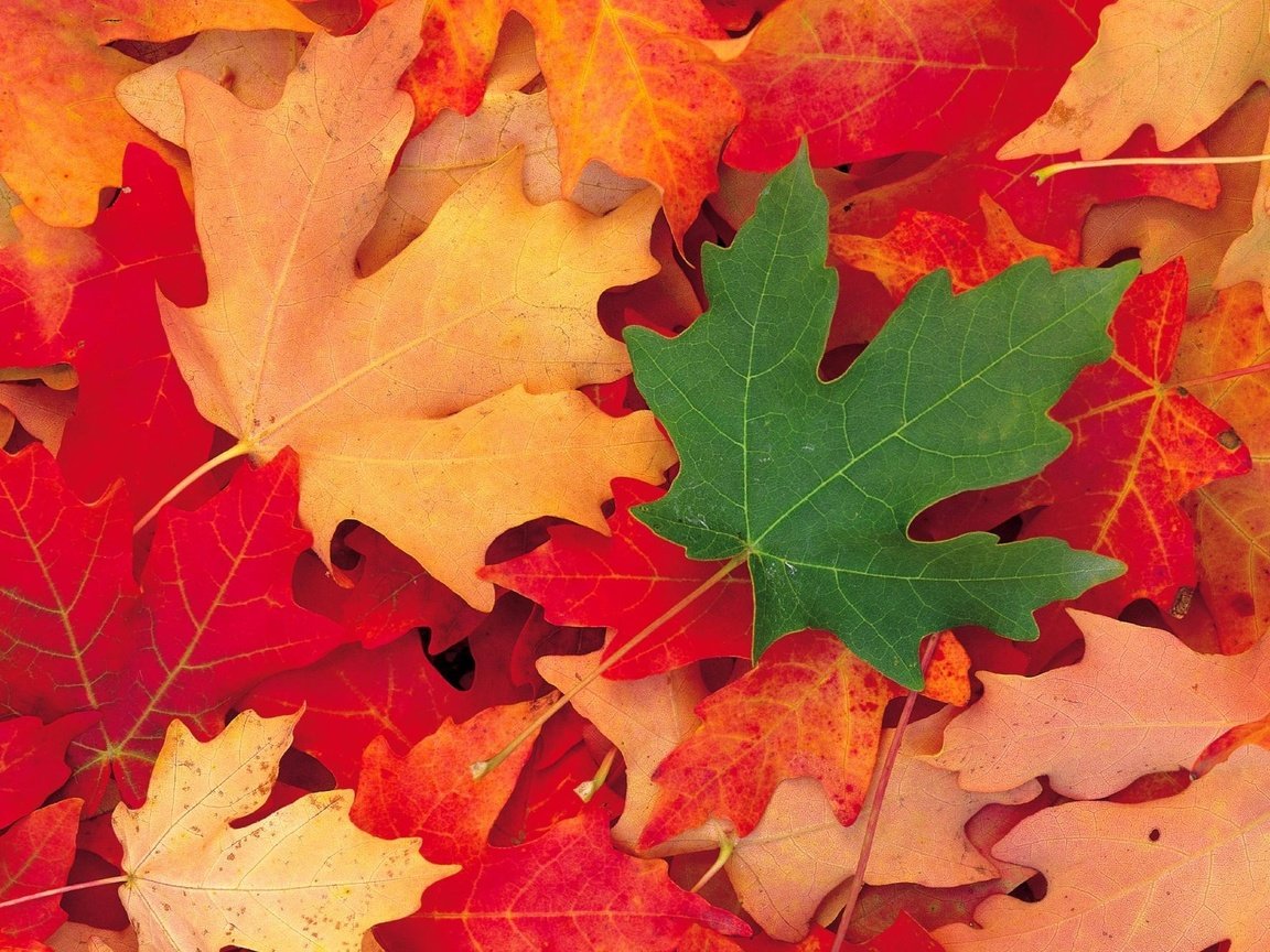 Обои листья, осень, клен, кленовый лист, зеленый лист, осенние листья, leaves, autumn, maple, maple leaf, green leaf, autumn leaves разрешение 1999x1333 Загрузить