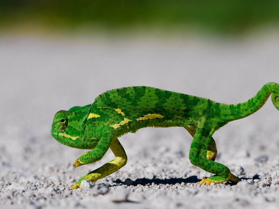 Обои зелёный, хамелеон, чешуя, green, chameleon, scales разрешение 2560x1600 Загрузить