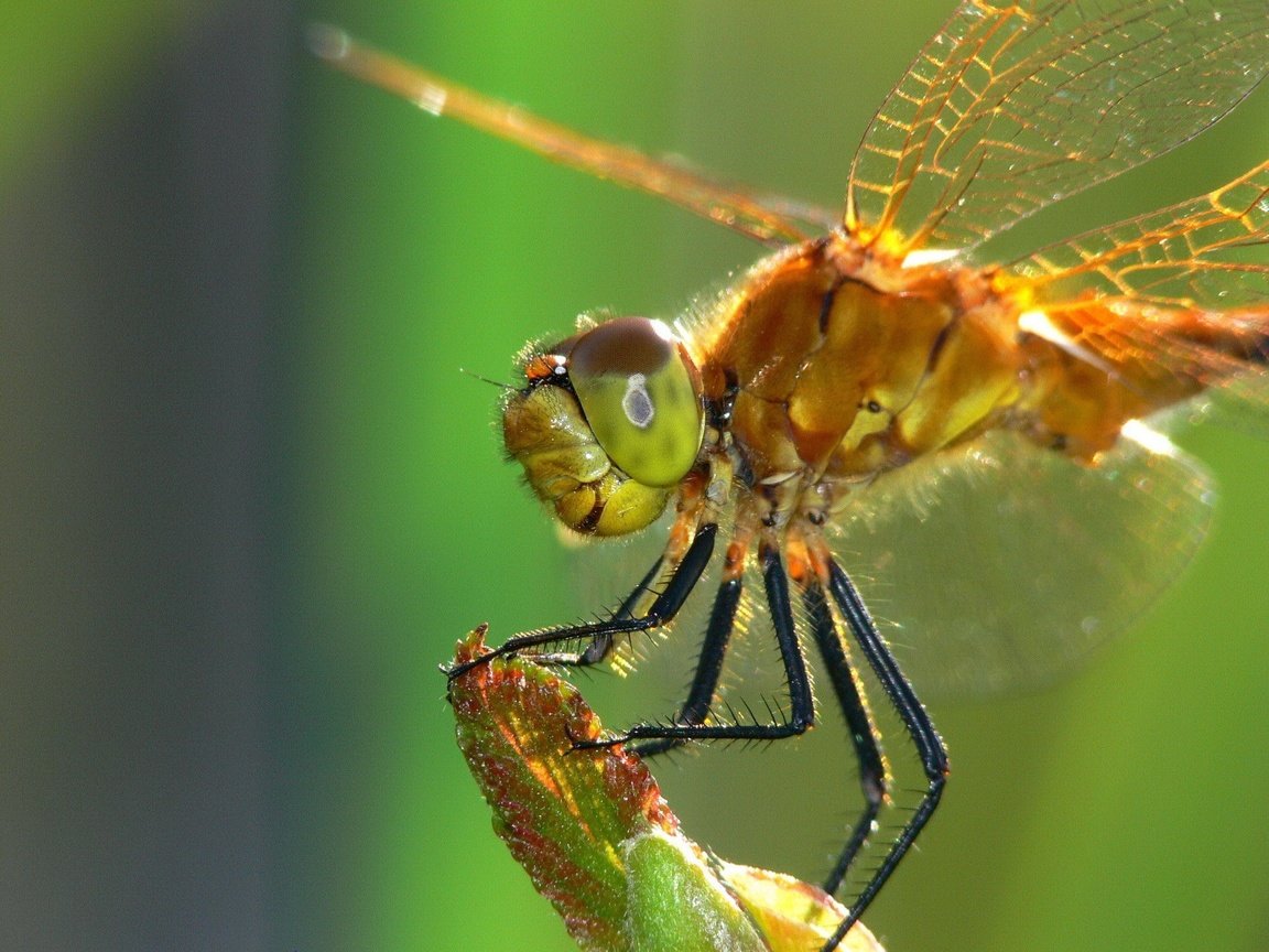 Обои насекомое, крылья, стрекоза, стебель, крупным планом, insect, wings, dragonfly, stem, closeup разрешение 1920x1440 Загрузить