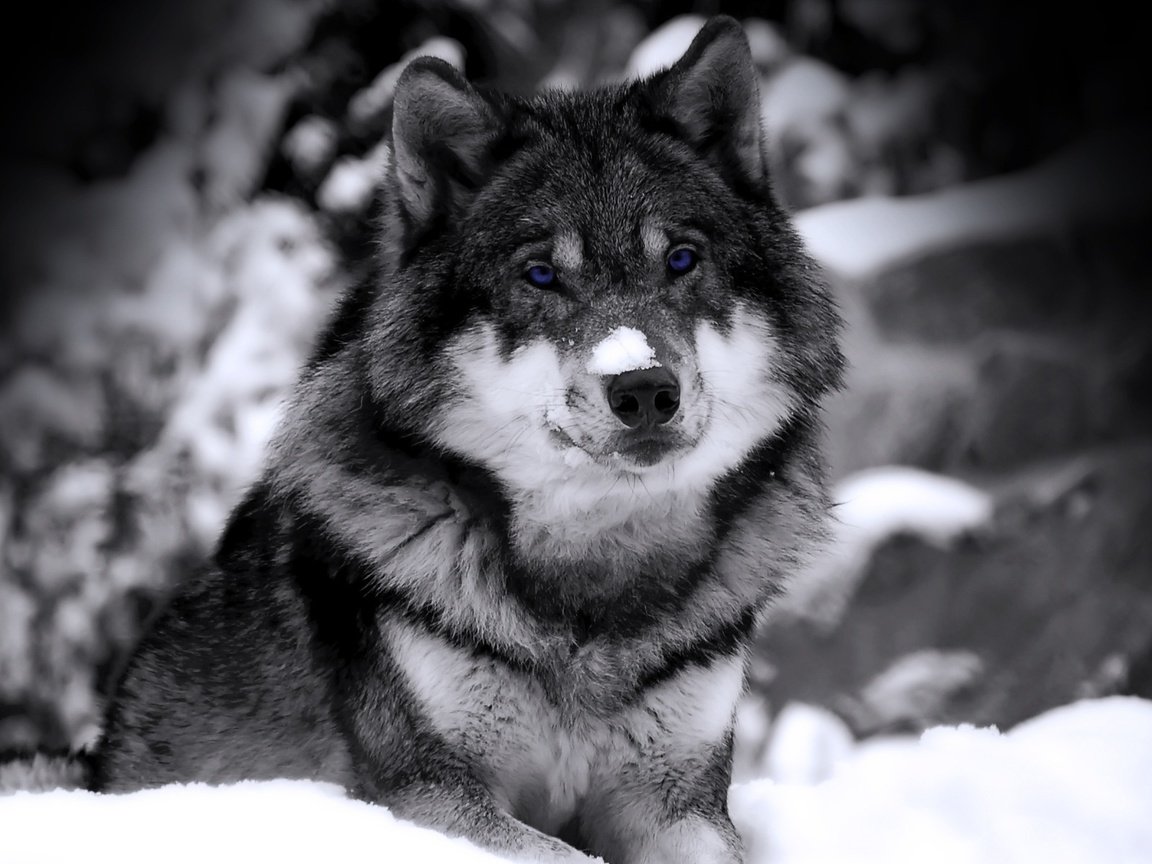 Обои снег, зима, взгляд, хищник, чб, зверь, волк, snow, winter, look, predator, bw, beast, wolf разрешение 1920x1200 Загрузить