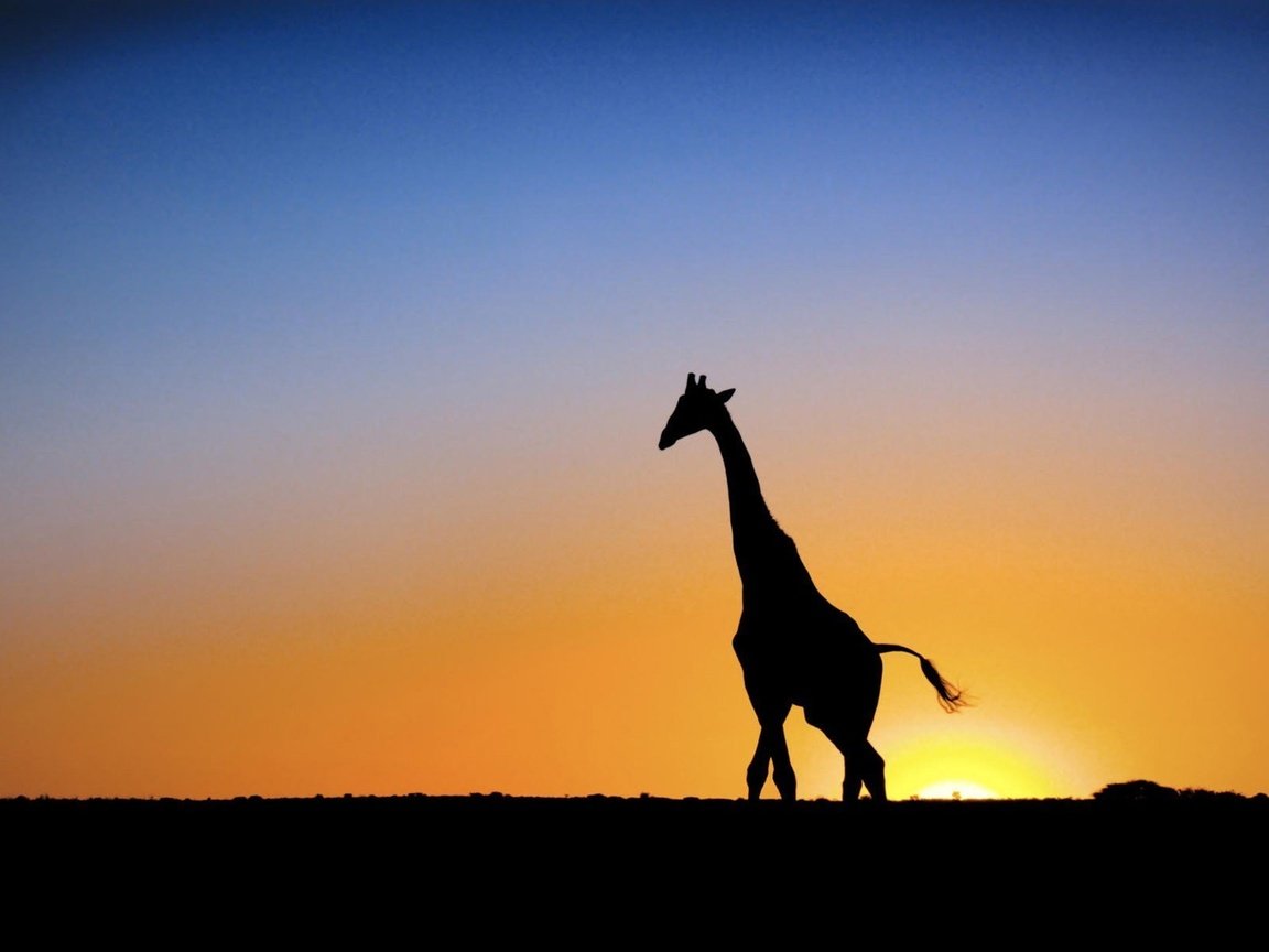 Обои солнце, закат, жираф, the sun, sunset, giraffe разрешение 1920x1200 Загрузить