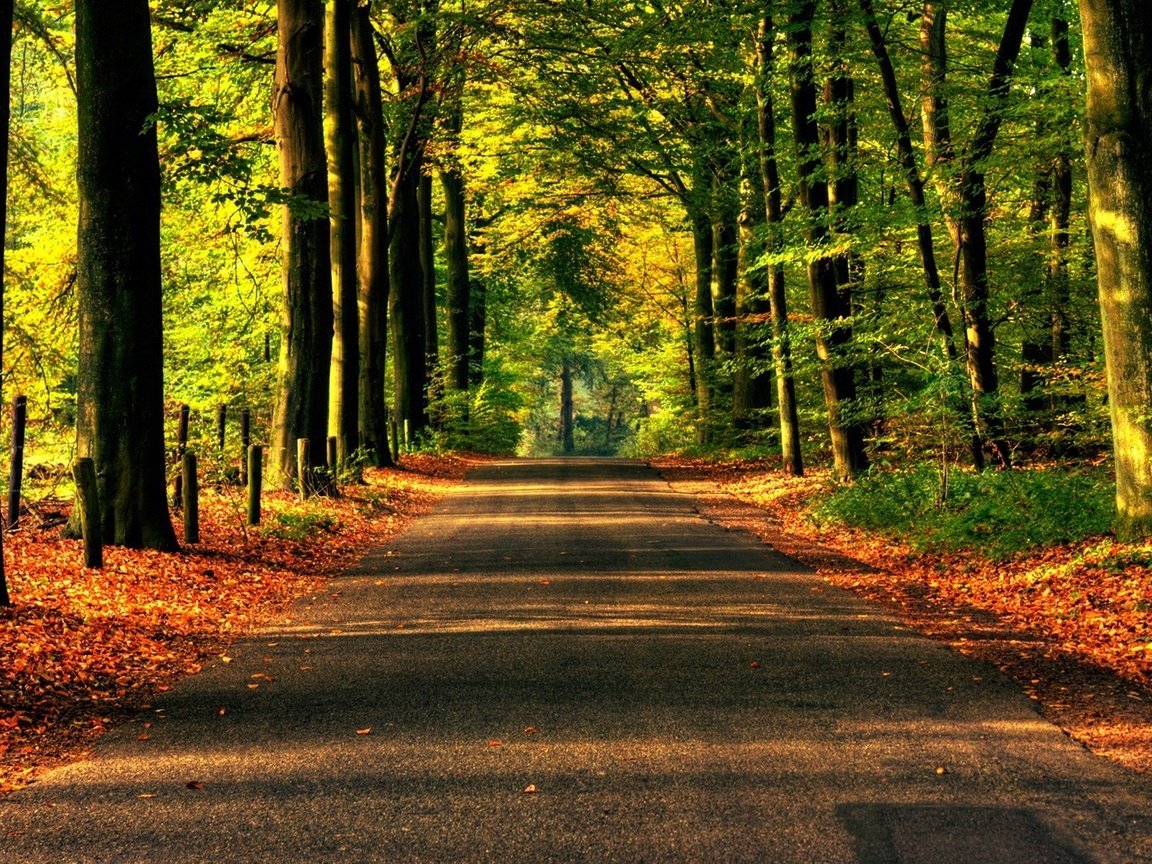 Обои дорога, деревья, природа, обои, лес, асфальт, road, trees, nature, wallpaper, forest, asphalt разрешение 1920x1200 Загрузить