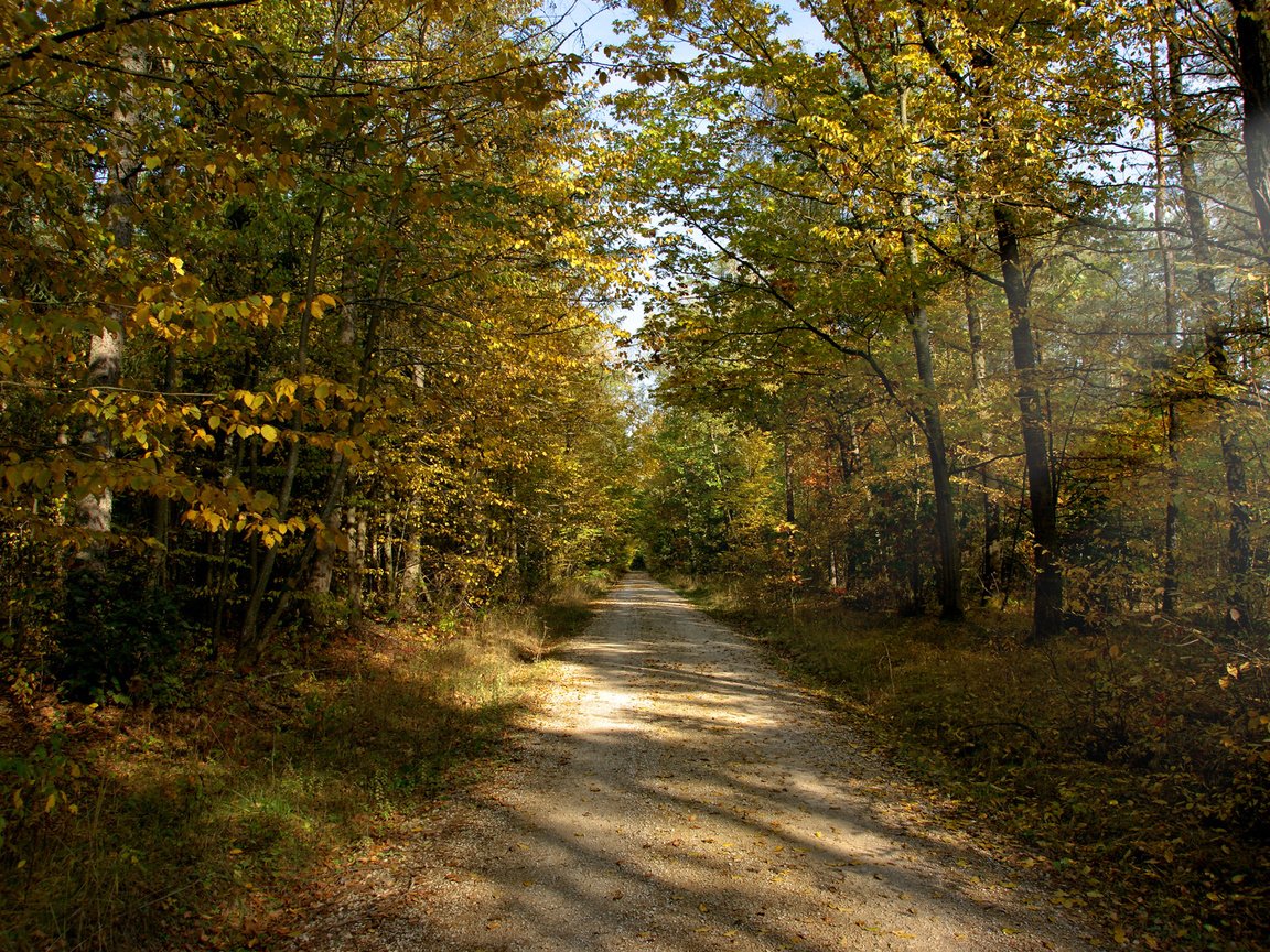 Обои дорога, солнце, лес, лучи, осень, грунтовая, road, the sun, forest, rays, autumn разрешение 1920x1200 Загрузить