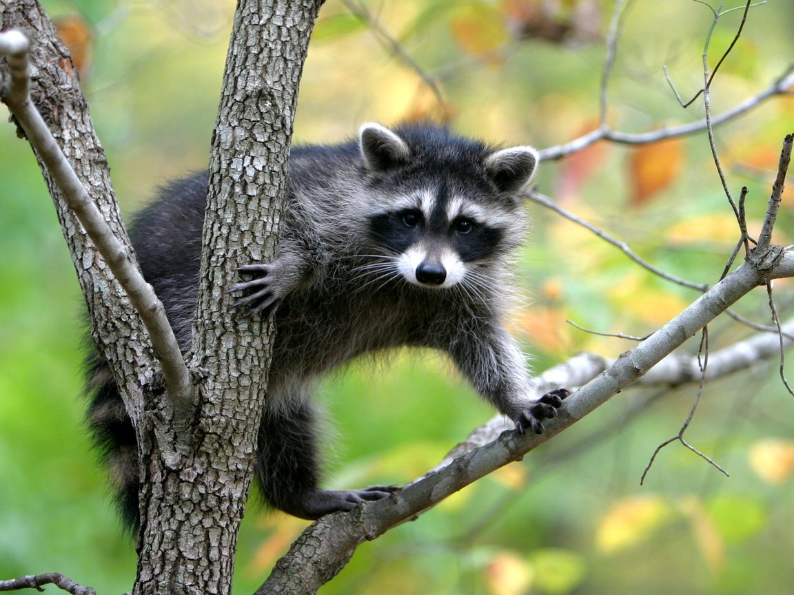 Обои природа, дерево, енот, nature, tree, raccoon разрешение 2560x1600 Загрузить