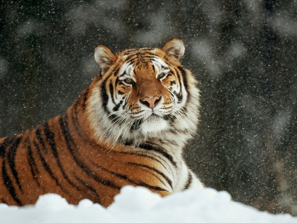 Обои тигр, снег, зима, кошка, лежит, аррр, tiger, snow, winter, cat, lies, arrr разрешение 1920x1200 Загрузить
