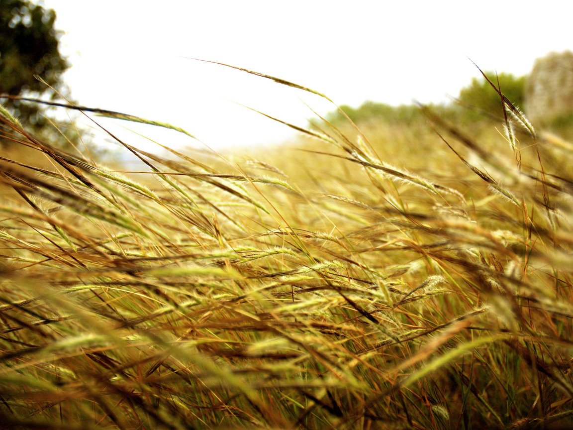 Обои трава, природа, поле, стебельки, grass, nature, field, stems разрешение 1920x1200 Загрузить