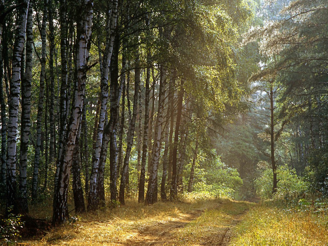 Обои дорога, деревья, лес, лучи, березы, road, trees, forest, rays, birch разрешение 1920x1200 Загрузить