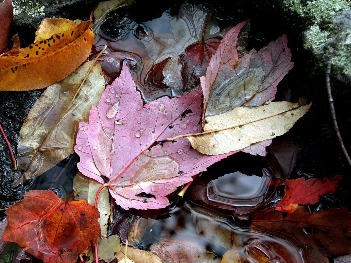 Обои вода, листья, осень, water, leaves, autumn разрешение 2364x1936 Загрузить