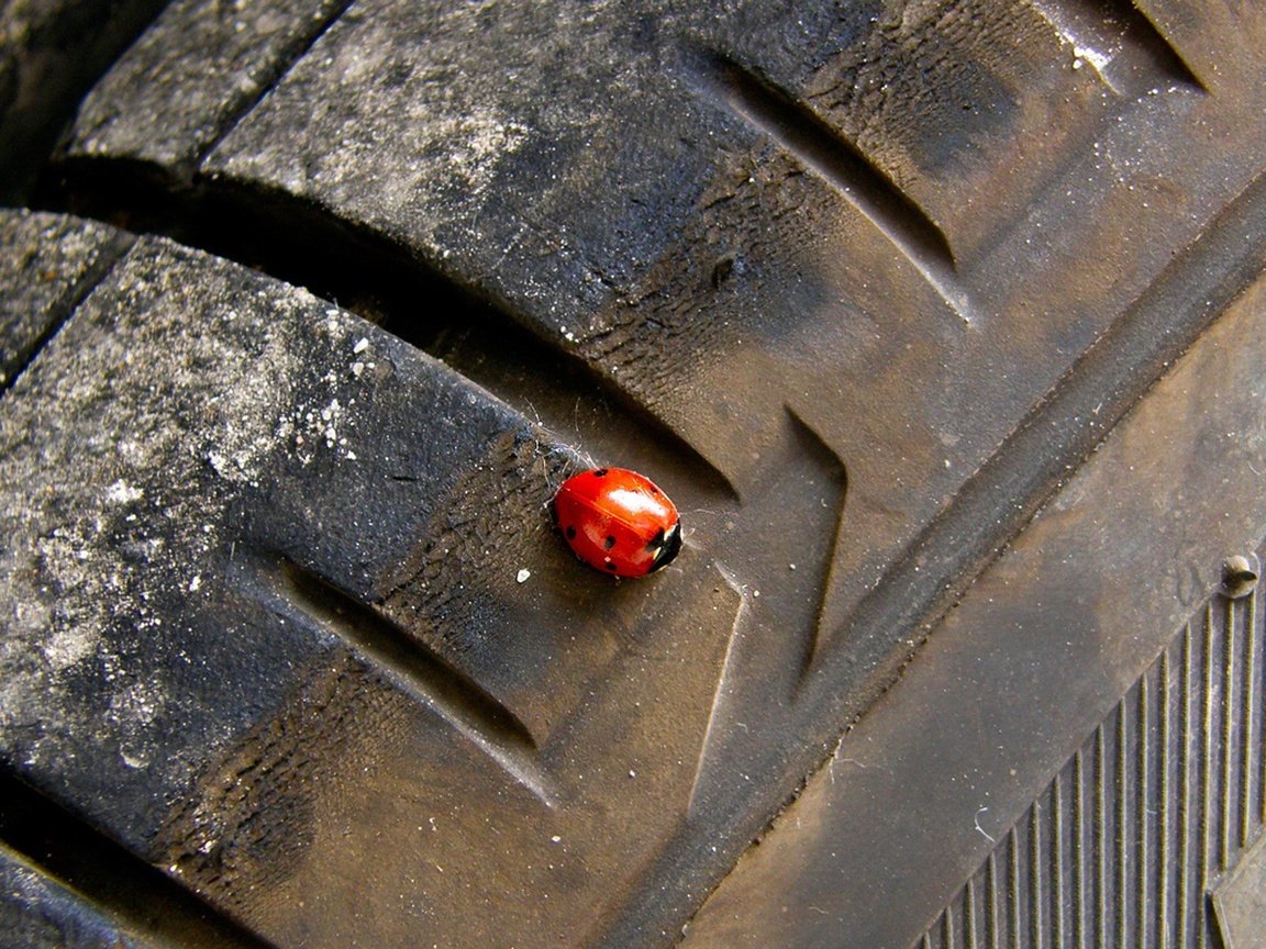 Обои жук, колесо, beetle, wheel разрешение 1920x1200 Загрузить