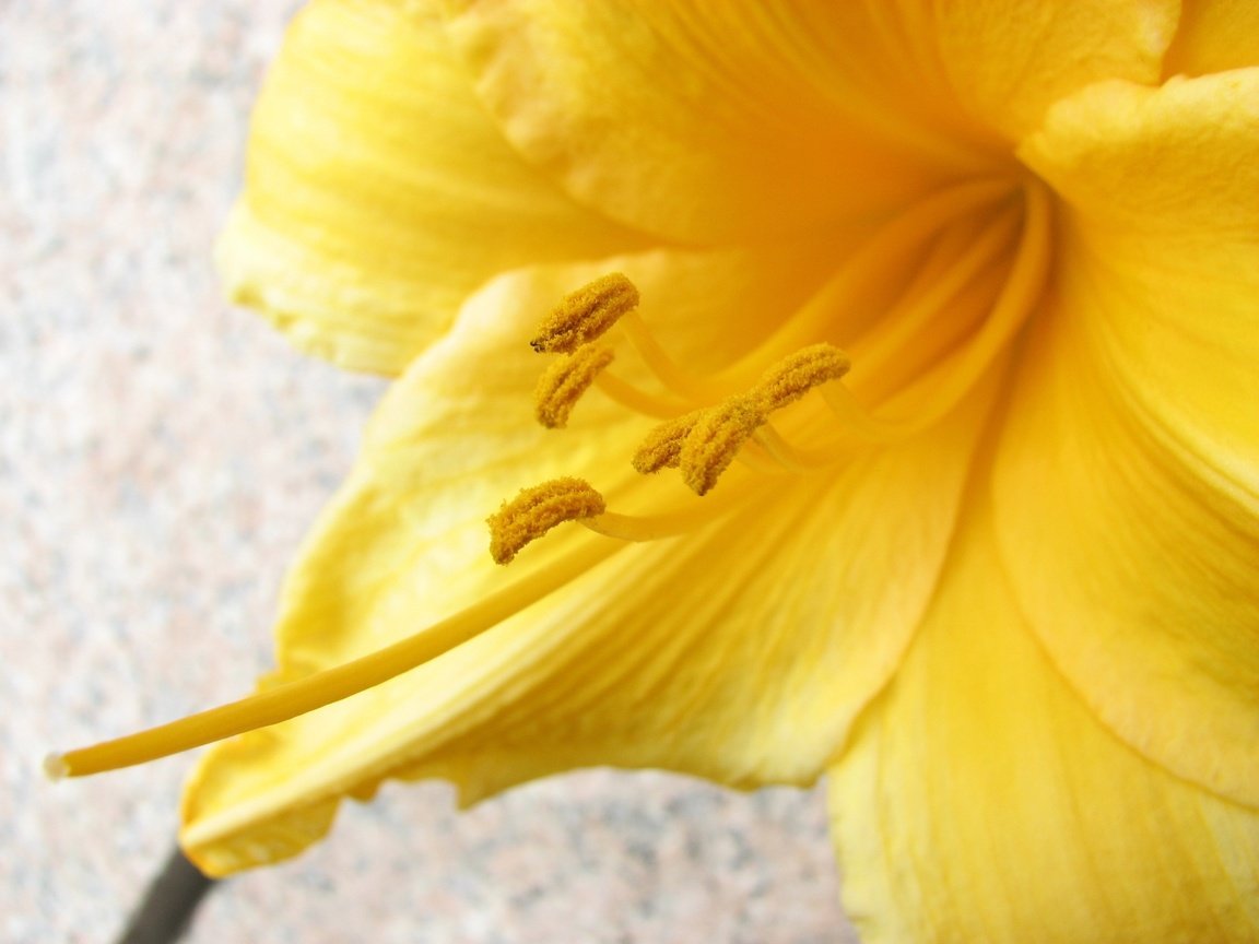 Обои желтый, макро, цветок, лилия, пыльца, yellow, macro, flower, lily, pollen разрешение 2816x2112 Загрузить