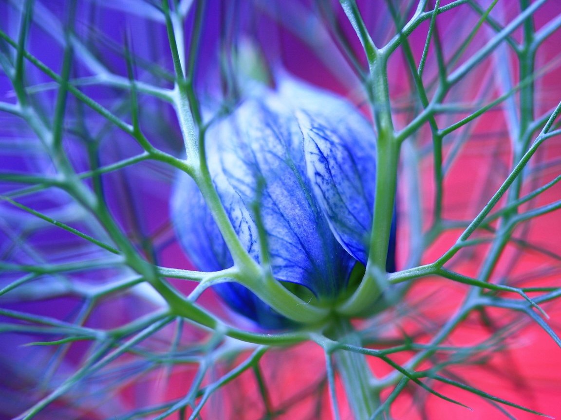 Обои макро, синий, цветок, бутон, шипы, чернушка дамасская, nigella damascena, macro, blue, flower, bud, spikes разрешение 2560x1600 Загрузить