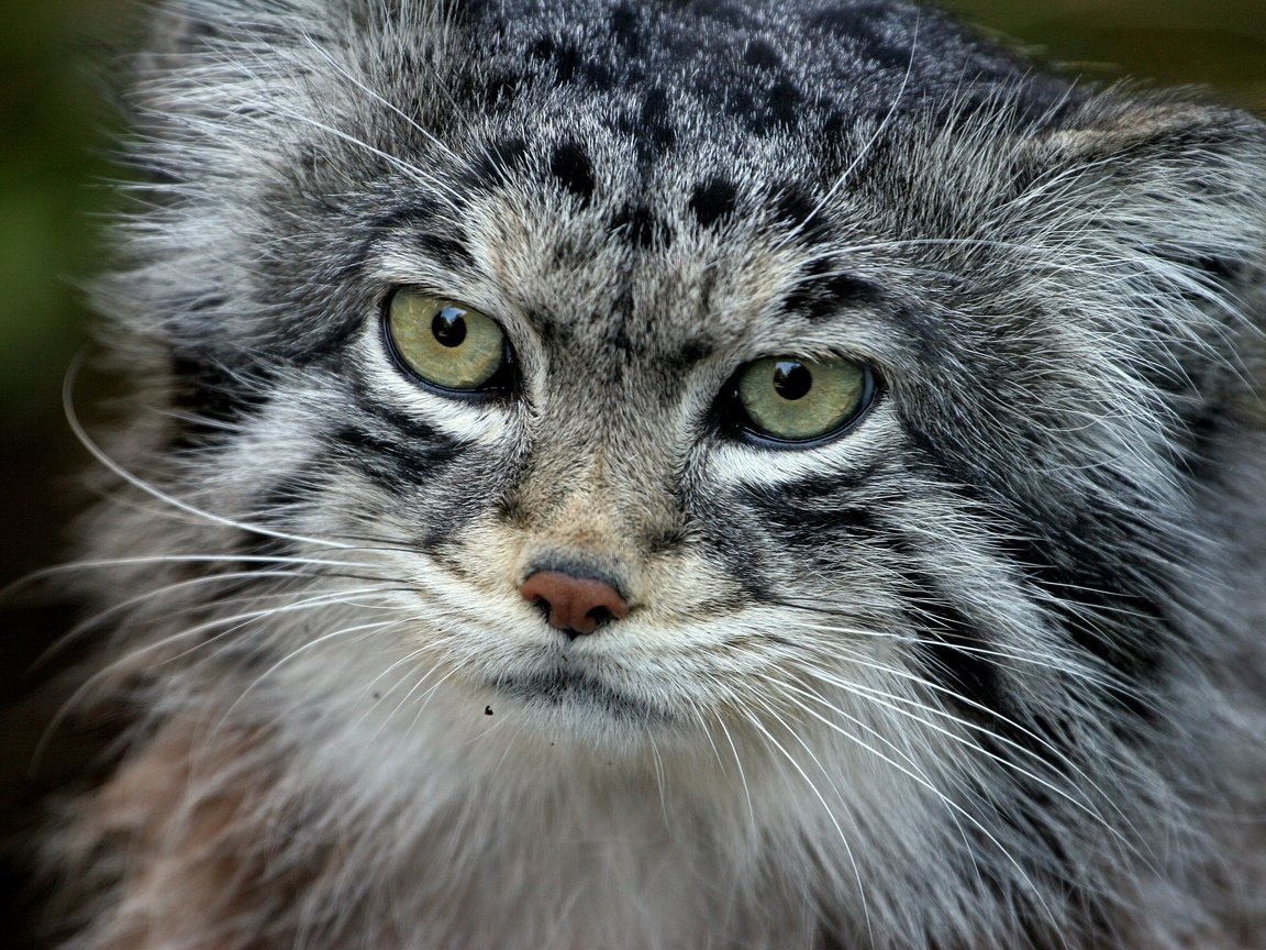 Обои кот, хищник, манул, палласов, cat, predator, manul, of pallas разрешение 3504x2336 Загрузить