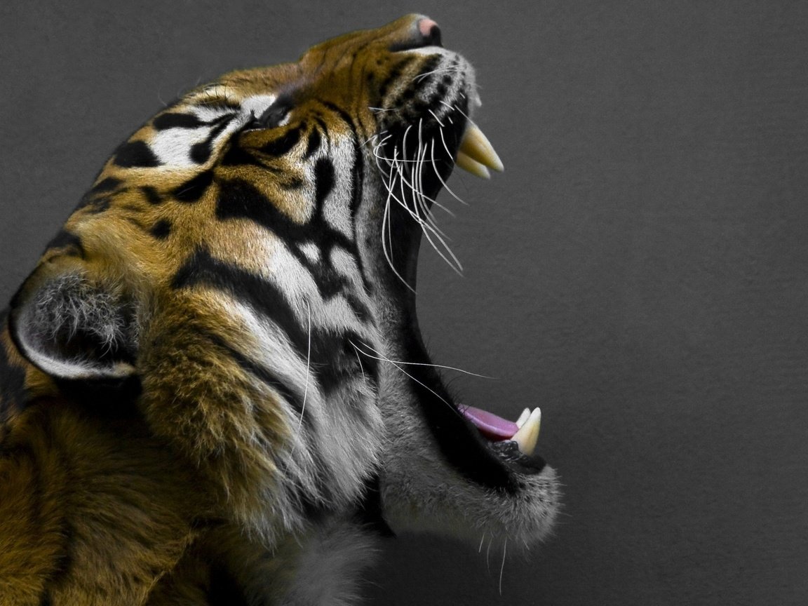 Обои тигр, фон, серый, пасть, глыки, открытая, tiger, background, grey, mouth, glyki, open разрешение 1920x1200 Загрузить