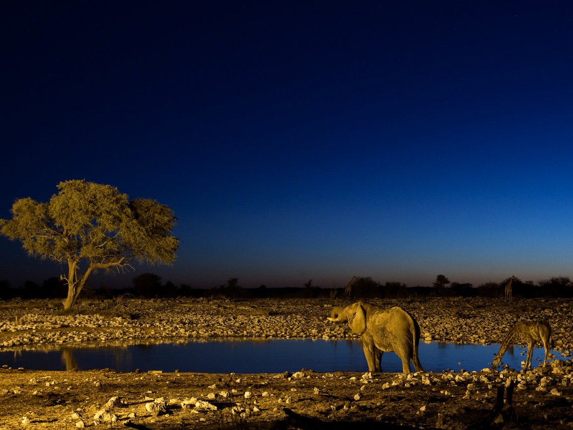 Обои ночь, слон, жираф, водопой, night, elephant, giraffe, drink разрешение 2560x1600 Загрузить