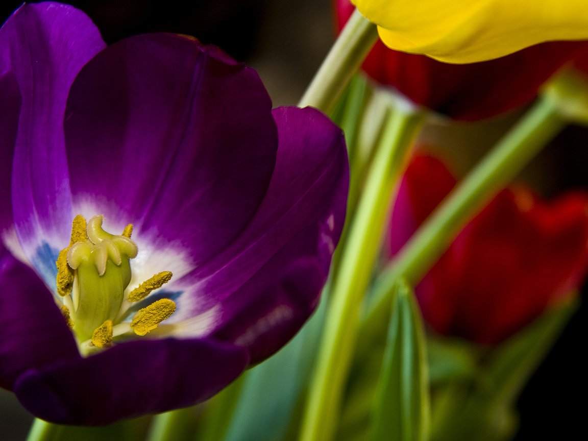 Обои цветы, весна, тюльпан, 8 марта, flowers, spring, tulip, march 8 разрешение 1920x1200 Загрузить