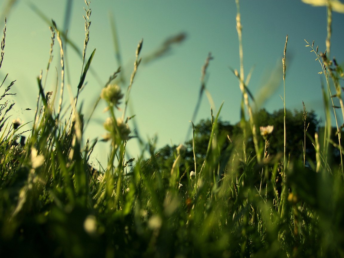 Обои трава, природа, зелень, макро, поле, лето, газон, grass, nature, greens, macro, field, summer, lawn разрешение 1920x1200 Загрузить