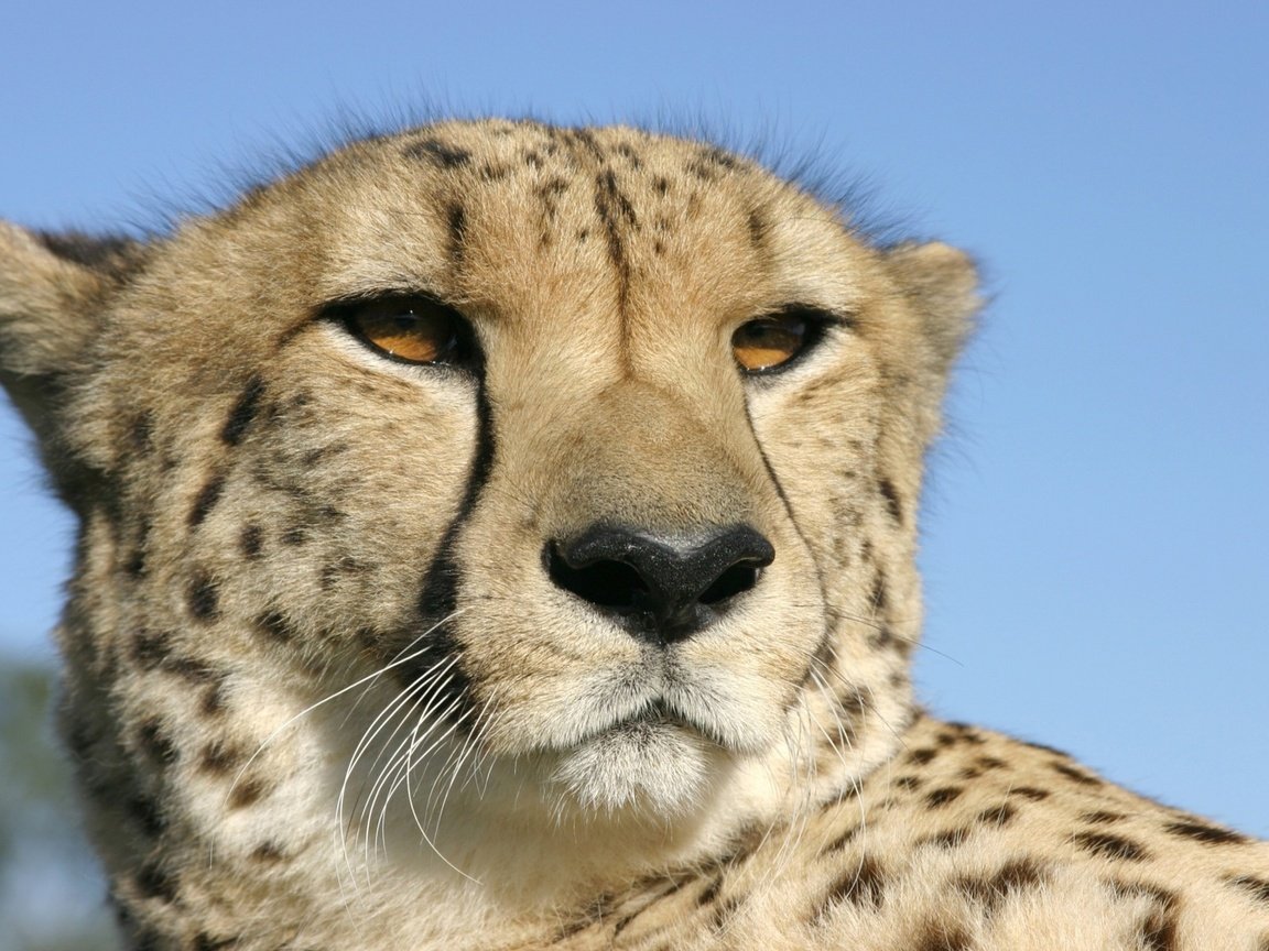 Обои глаза, гепард, голова, eyes, cheetah, head разрешение 2560x1600 Загрузить