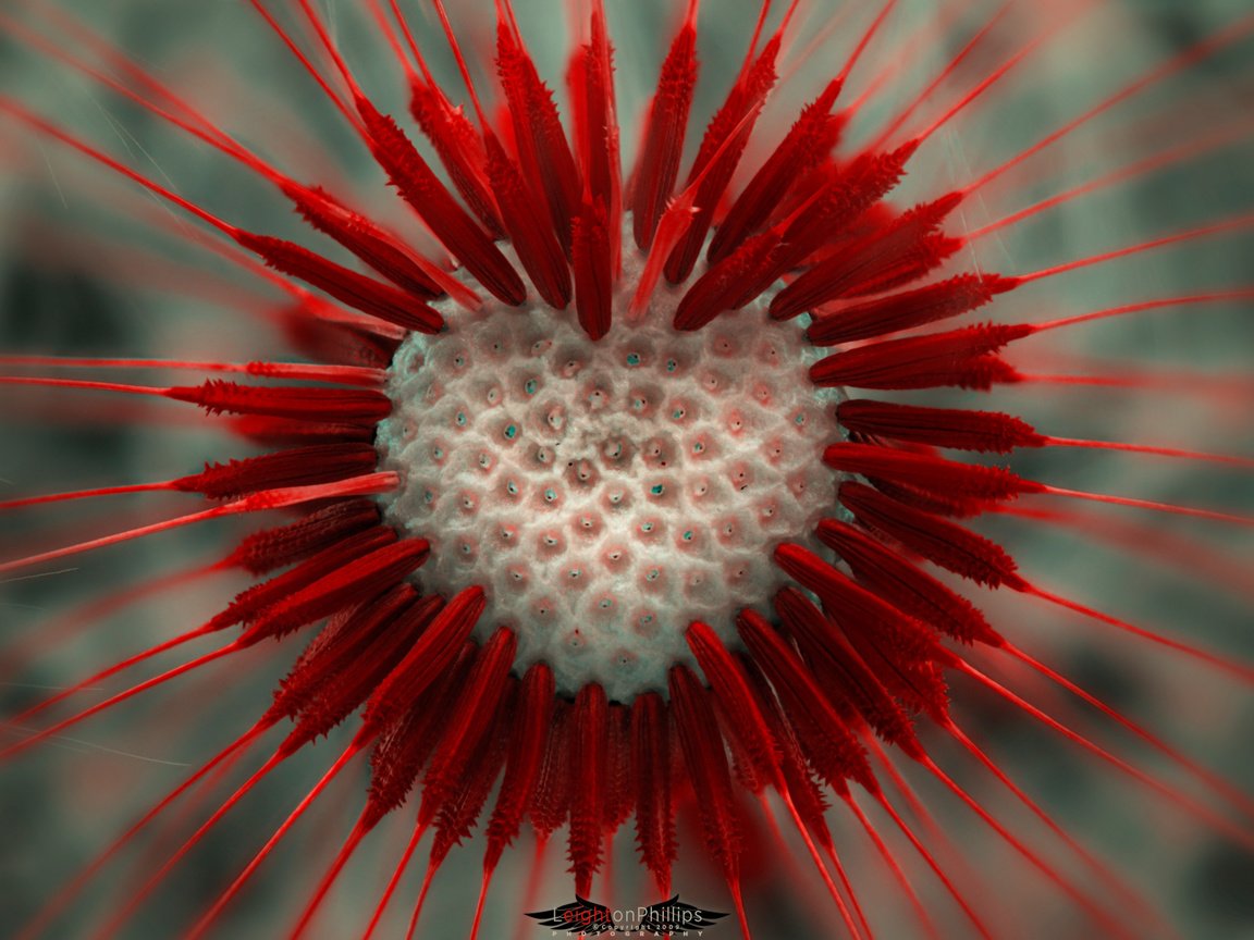 Обои макро, цветок, сердце, одуванчик, lion heart, пушинки, macro, flower, heart, dandelion, fuzzes разрешение 1920x1200 Загрузить